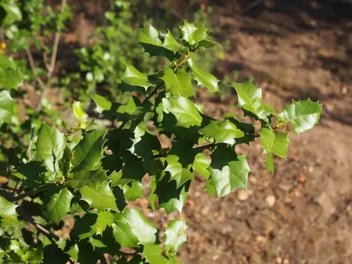 Coscoja-Quercus-coccifera