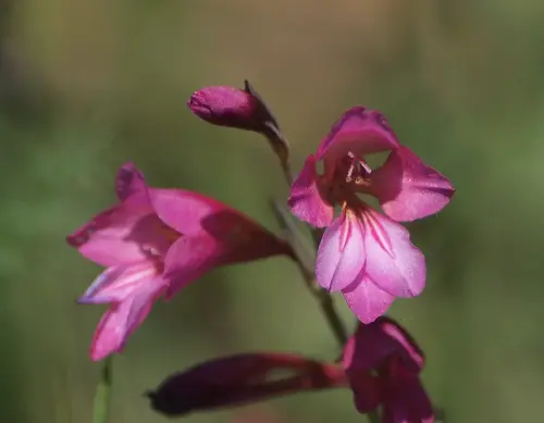 Detalle-de-la-flor-de-Gladiolo-silvestre-Gladiolus-illyricus