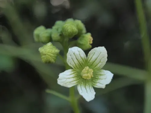 Detalle-de-la-flor-de-nueza-o-nabo-del-diablo-Bryonia-cretira-subsp.-elioica