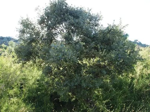 Encina-Quercus-ilex