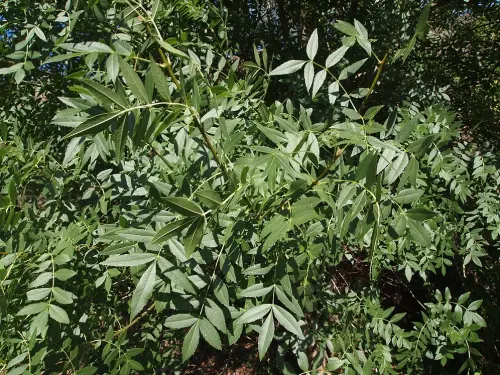 Fraxinus-angustifolia-Fresno-de-hoja-estrecha