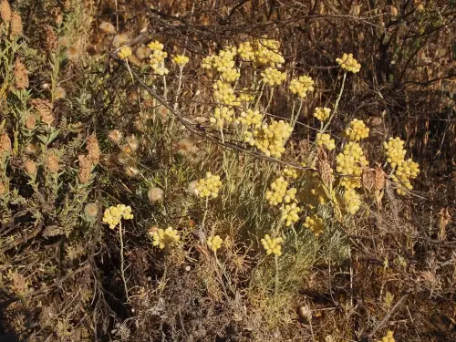 Helichrysum-stoechas-siempreviva