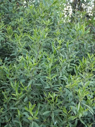 Labiernago-Phillyrea-angustifolia