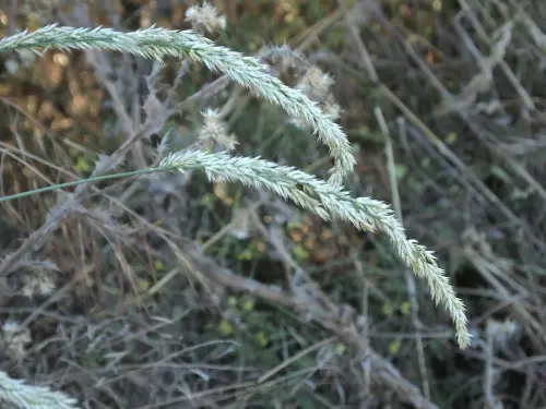 Melica-ciliata-subsp.-Magnolii