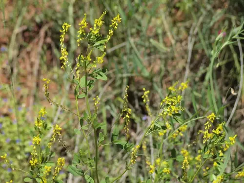 Melilotus-officinalis-trebol-de-olor-amarillo