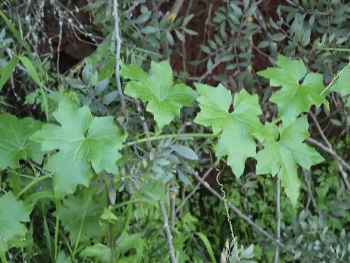 Nueza-o-nabo-del-diablo-Bryonia-cretira-subsp.-elioica