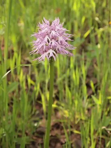 Orchis-italica-flor-del-hombre-desnudo