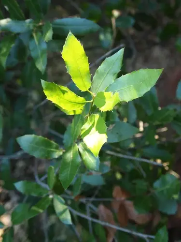 Phyllirea-latifolia-agracejo