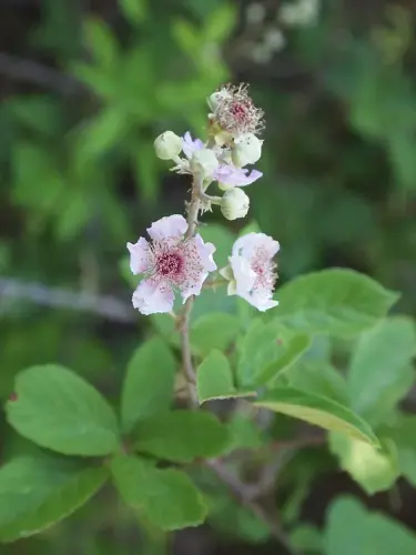 Rubus-ulmifolius-Flor-de-la-zarza-mora