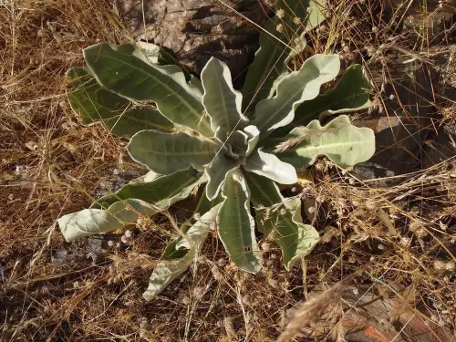 Vervascum-thapsus-gordolobo-hojas